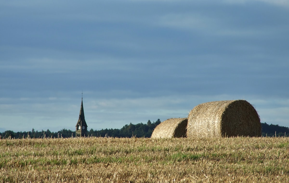 Frisch gepresste Strohballen auf abgeerntetem Feld im Münsterland